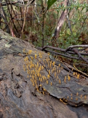 Calocera sinensis
