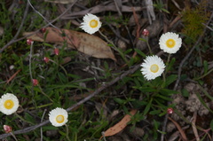 Argentipallium
