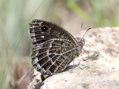 Satyrus amasinus