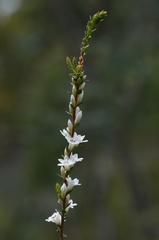 Epacris cerasicollina