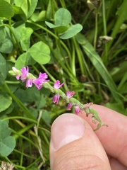 Spiranthes australis