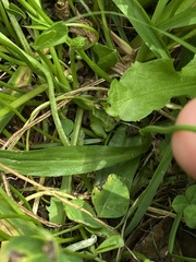 Spiranthes australis