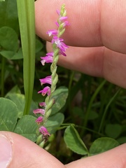 Spiranthes australis