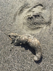 Pentamera pulcherrima