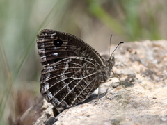 Satyrus amasinus