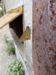 Polytremis pellucida