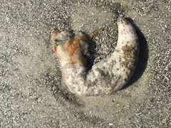 Pentamera pulcherrima