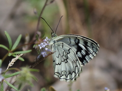 Melanargia