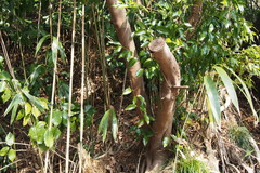 Cinnamomum yabunikkei