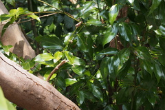 Cinnamomum yabunikkei
