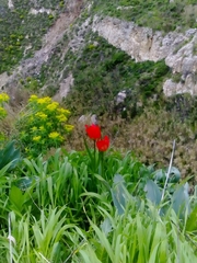 Tulipa agenensis