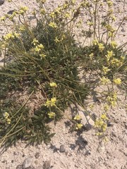 Eriogonum lachnogynum