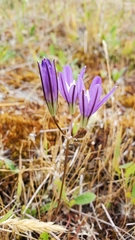 Brodiaea rosea rosea