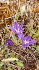 Brodiaea rosea rosea