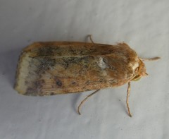 Helicoverpa armigera conferta