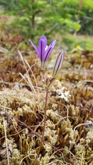 Brodiaea rosea rosea
