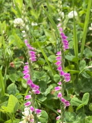 Spiranthes australis