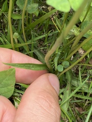 Spiranthes australis