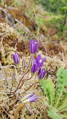 Brodiaea rosea rosea