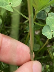 Spiranthes australis