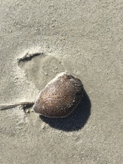 Sclerodactyla briareus