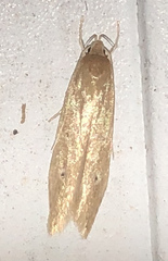 Limnaecia phragmitella