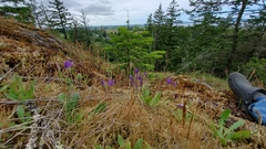 Brodiaea rosea rosea