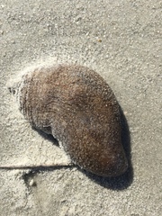 Sclerodactyla briareus