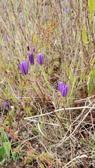 Brodiaea rosea rosea