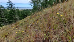 Brodiaea rosea rosea