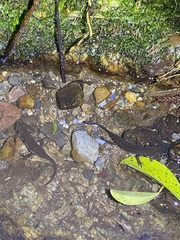 Cynops pyrrhogaster