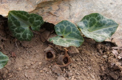 Asarum marmoratum
