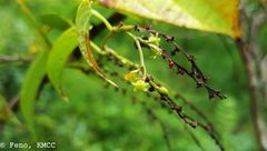 Dioscorea maciba image