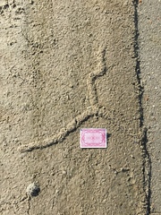 Tridactylidae