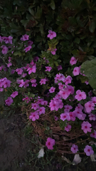 Magnoliopsida