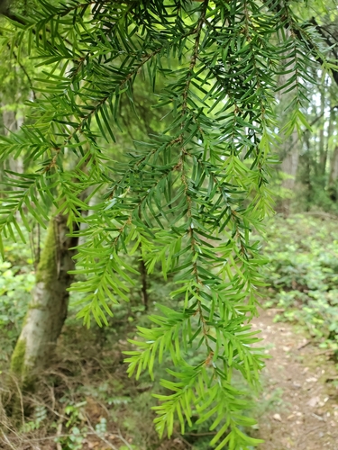 western hemlock