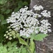 Common Cowparsnip - Photo (c) rangerkelly, some rights reserved (CC BY-NC), uploaded by rangerkelly