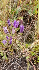 Brodiaea rosea rosea