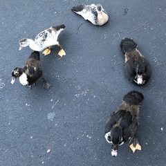 Cairina moschata domestica