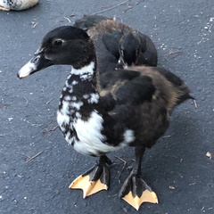 Cairina moschata domestica