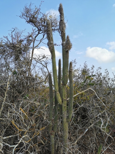 Image of Pilosocereus purpusii by (c) Juan Carlos Pérez Magaña, some rights reserved (CC BY-SA)