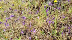 Brodiaea rosea rosea