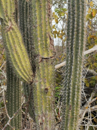 Image of Pilosocereus purpusii by (c) Juan Carlos Pérez Magaña, some rights reserved (CC BY-SA)
