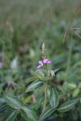 Desmodium intortum