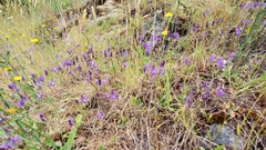 Brodiaea rosea rosea