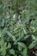 Desmodium intortum