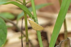 Ecpyrrhorrhoe damastesalis