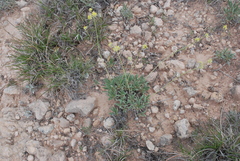 Eriogonum lachnogynum