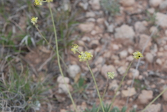 Eriogonum lachnogynum