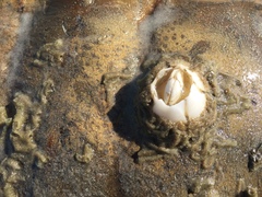 Chelonibia testudinaria